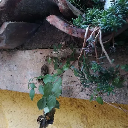 Casa Del Nespolo 3* Pilzone