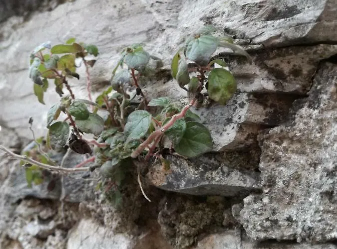 Casa Del Nespolo 3* Pilzone