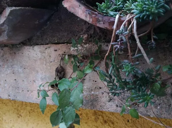 Casa Del Nespolo 3* Pilzone